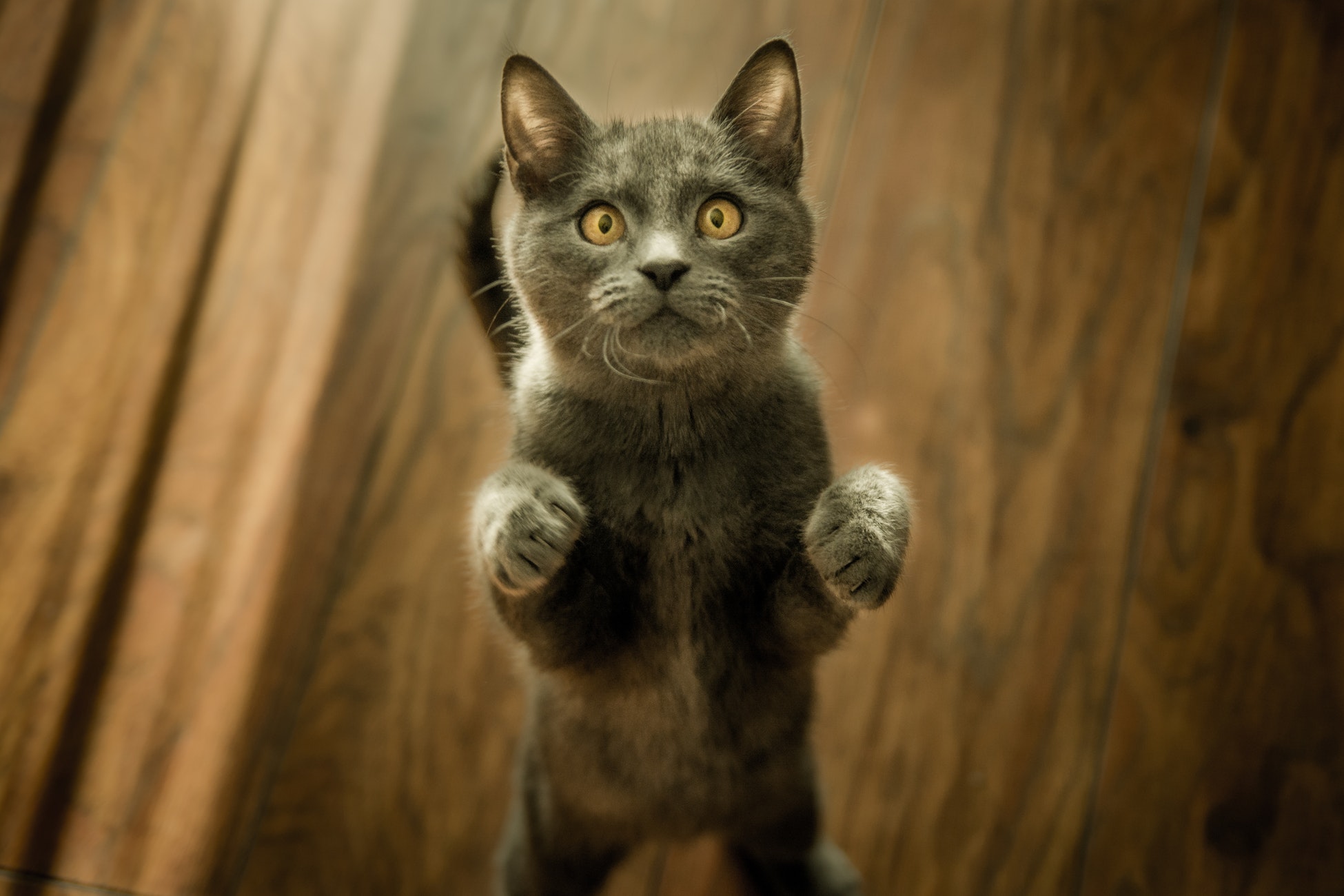 gray cat on hind legs