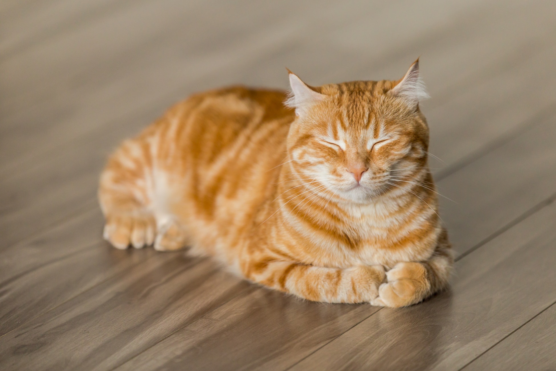 orange cat sleeping on floor